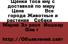 Щенки Тоса-ину с доставкой по миру › Цена ­ 68 000 - Все города Животные и растения » Собаки   . Марий Эл респ.,Йошкар-Ола г.